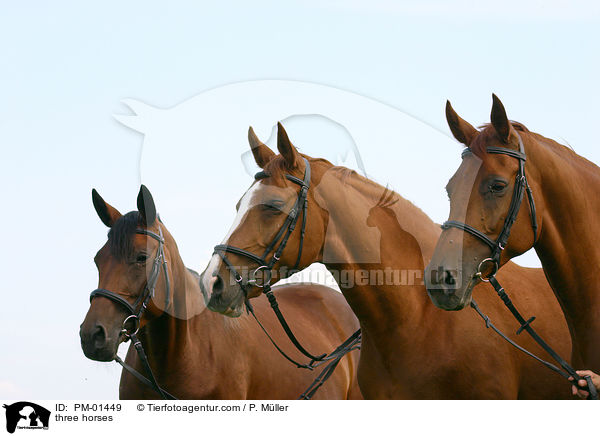 Portrait 3er Pferde / three horses / PM-01449