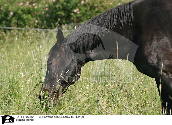 Warmblut beim fressen / grazing horse / RR-07361