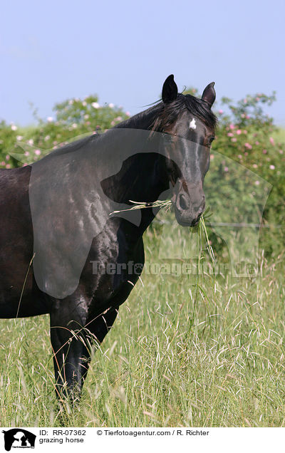 Warmblut beim fressen / grazing horse / RR-07362
