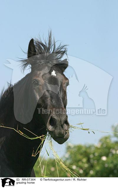 Warmblut beim fressen / grazing horse / RR-07364