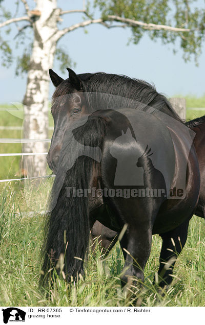 Warmblut beim fressen / grazing horse / RR-07365