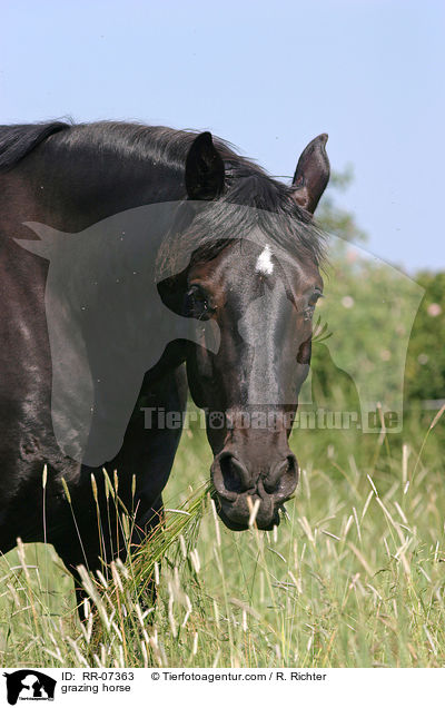 Warmblut beim fressen / grazing horse / RR-07363