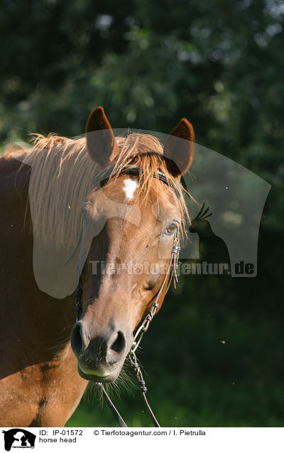Pferdeportrait / horse head / IP-01572