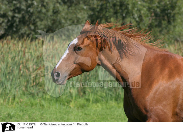 Pferdeportrait / horse head / IP-01578