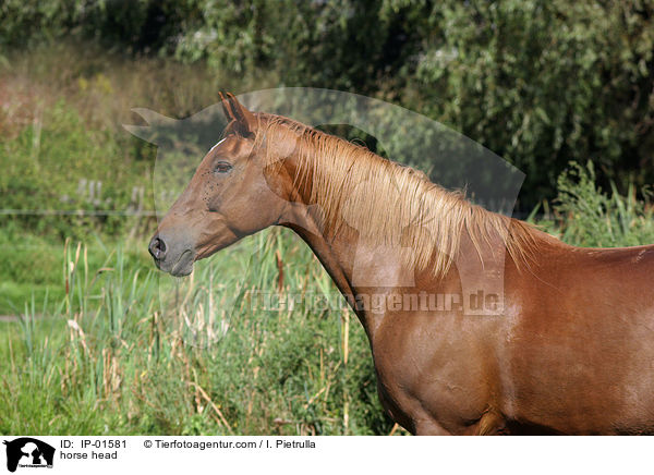 Pferdeportrait / horse head / IP-01581