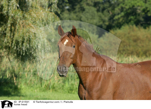 horse head / IP-01591