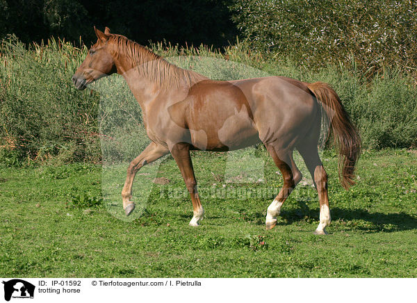 trabendes Deutsches Sportpferd / trotting horse / IP-01592