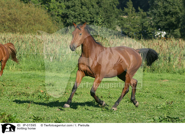 trabendes Deutsches Sportpferd / trotting horse / IP-01595