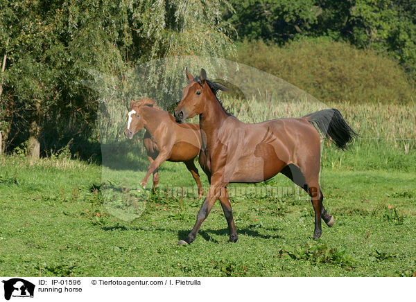running horse / IP-01596