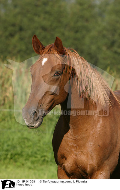 horse head / IP-01598