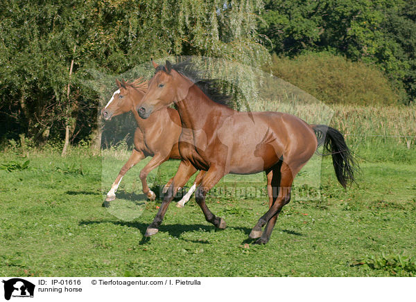 running horse / IP-01616