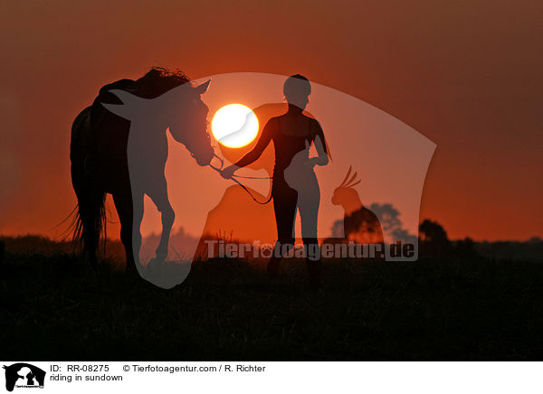 Reiter im Sonnenuntergang / riding in sundown / RR-08275