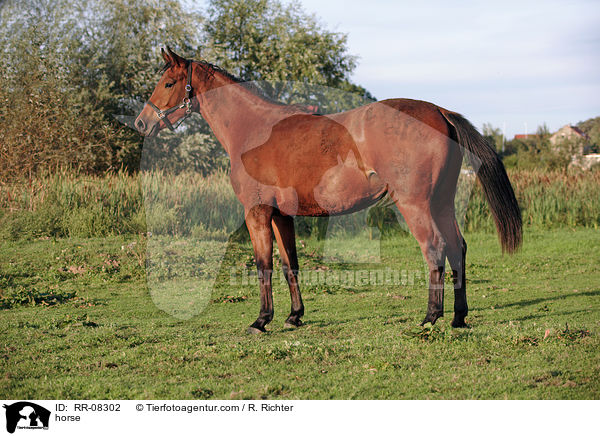 Schsisches Sportpferd / horse / RR-08302