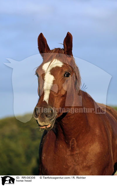 horse head / RR-08306