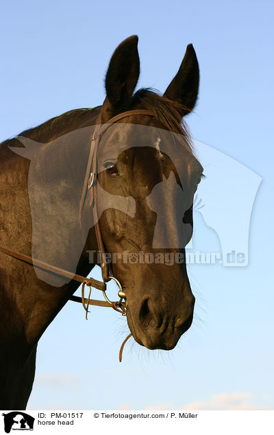 Pferdekopf / horse head / PM-01517