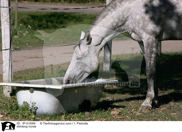 drinking horse / IP-01699