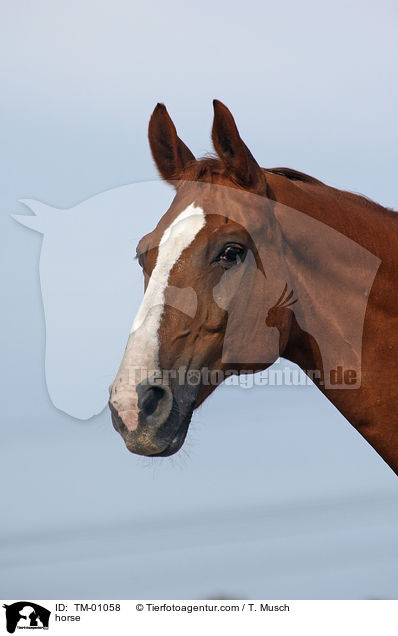 Reitpferd / horse / TM-01058