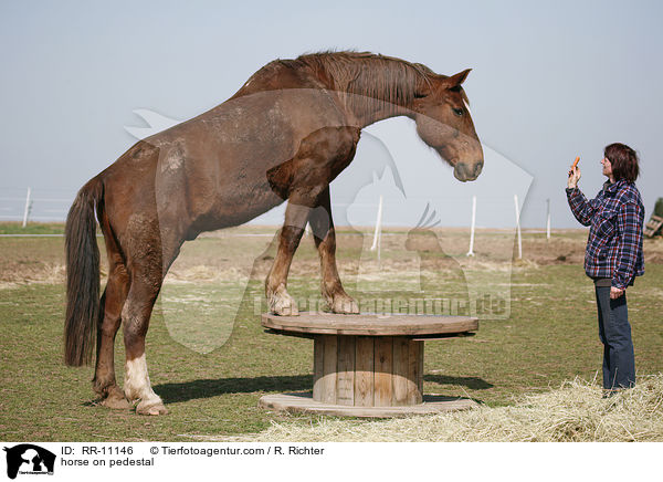 Pferd auf Podest / horse on pedestal / RR-11146