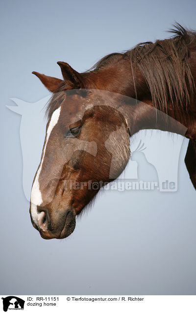 dsendes Pferd / dozing horse / RR-11151
