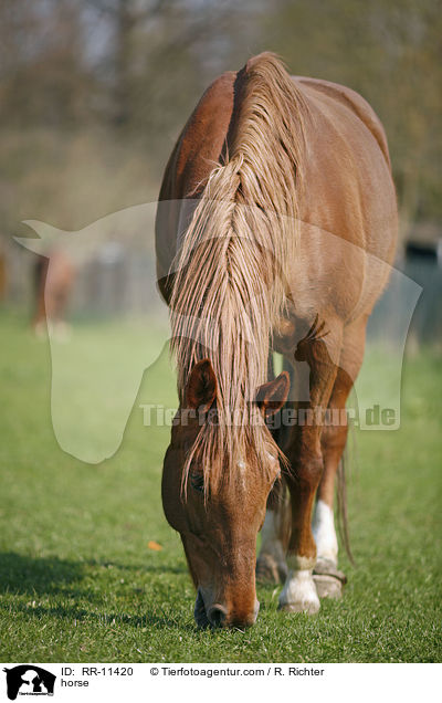 horse / RR-11420