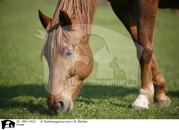 horse / RR-11421