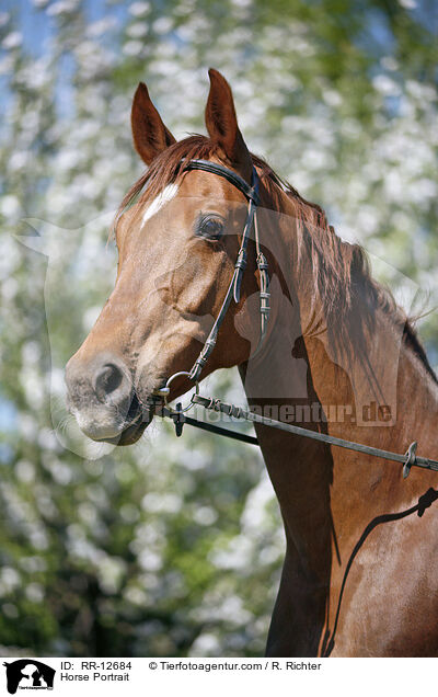 Horse Portrait / RR-12684