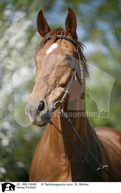 Horse Portrait / RR-12686