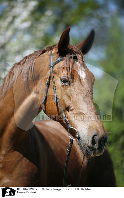 Horse Portrait / RR-12689