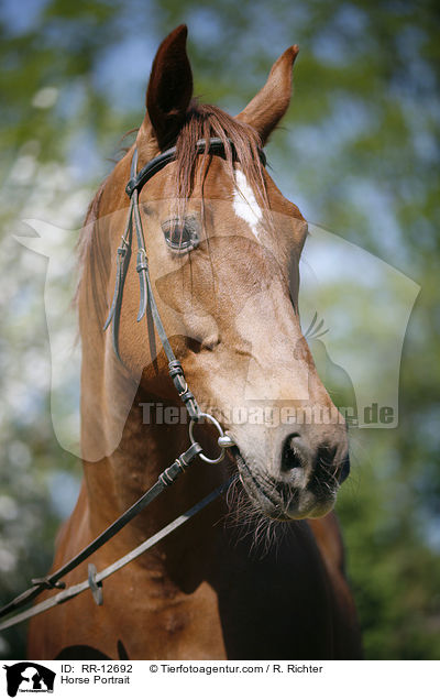 Horse Portrait / RR-12692