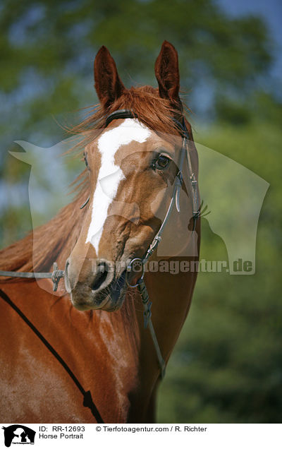 Horse Portrait / RR-12693
