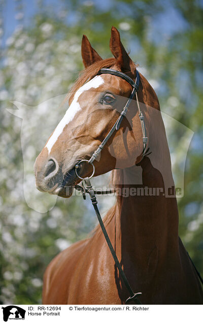 Horse Portrait / RR-12694