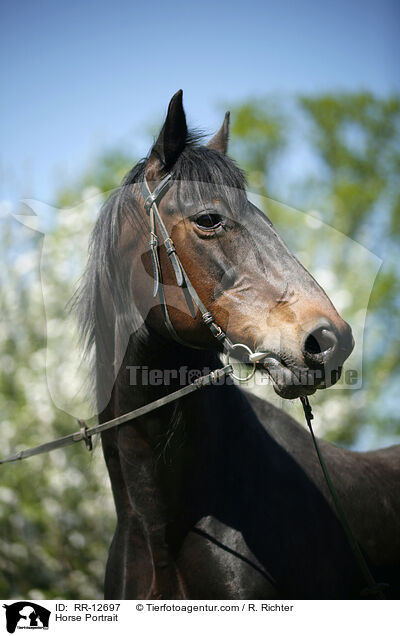 Horse Portrait / RR-12697
