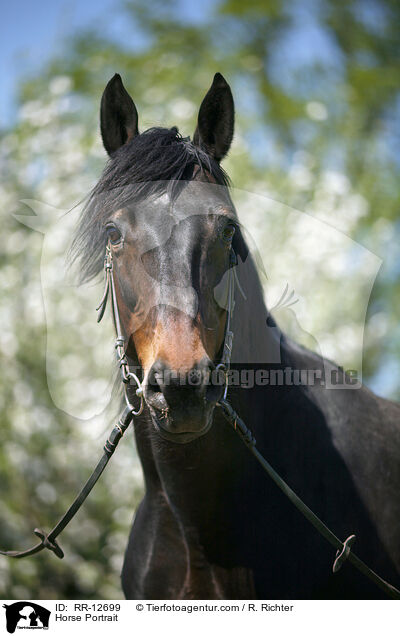 Horse Portrait / RR-12699