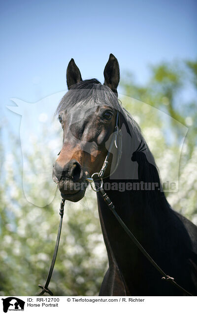 Pferd im Portrait / Horse Portrait / RR-12700