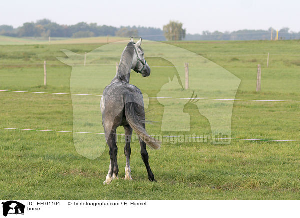 horse / EH-01104
