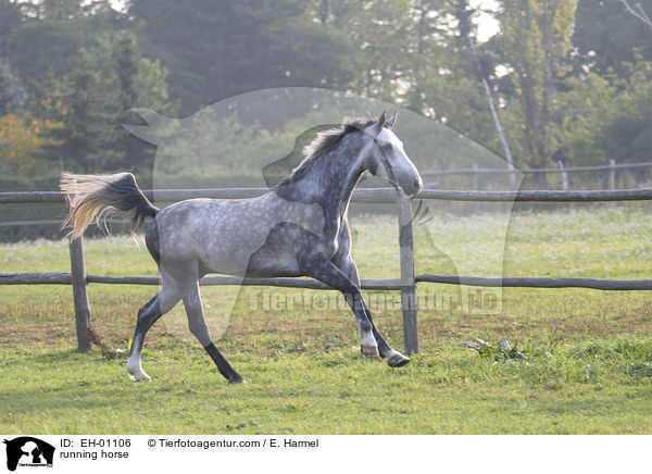 running horse / EH-01106