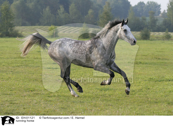 running horse / EH-01121