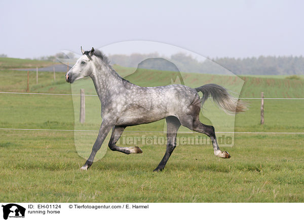 rennendes Warmblut / running horse / EH-01124