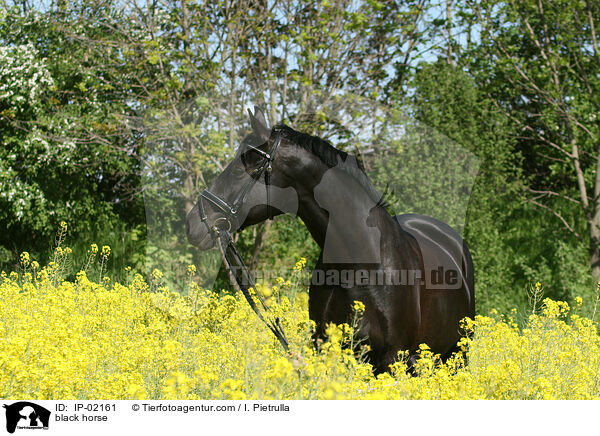Rappe im Rapsfeld / black horse / IP-02161