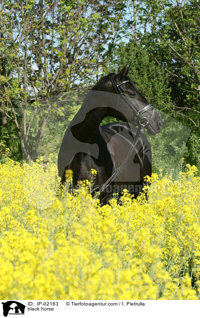 Rappe im Rapsfeld / black horse / IP-02163