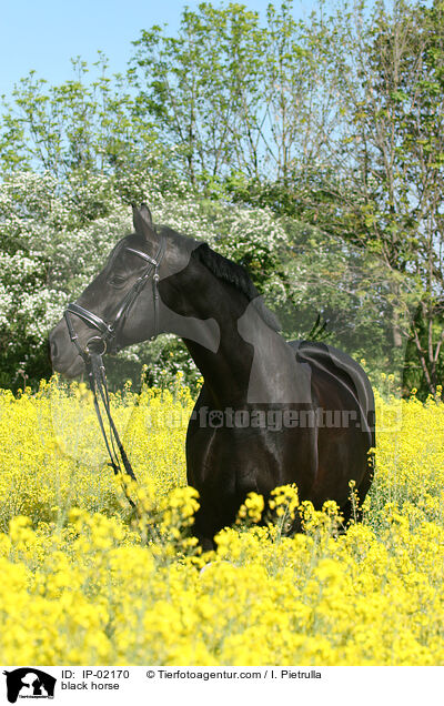 Rappe im Rapsfeld / black horse / IP-02170