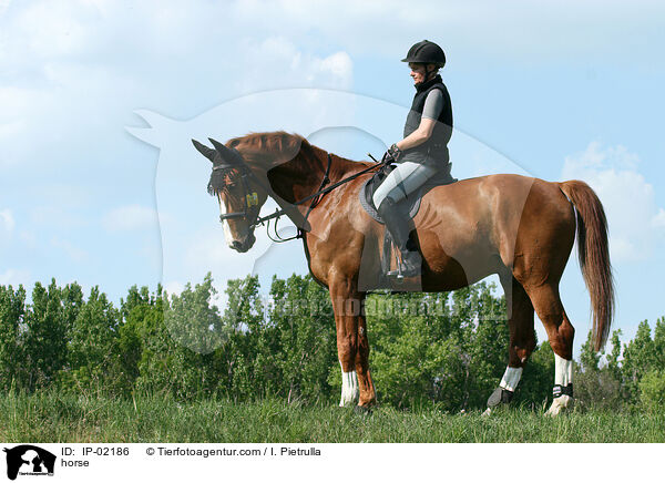 Deutsches Sportpferd / horse / IP-02186