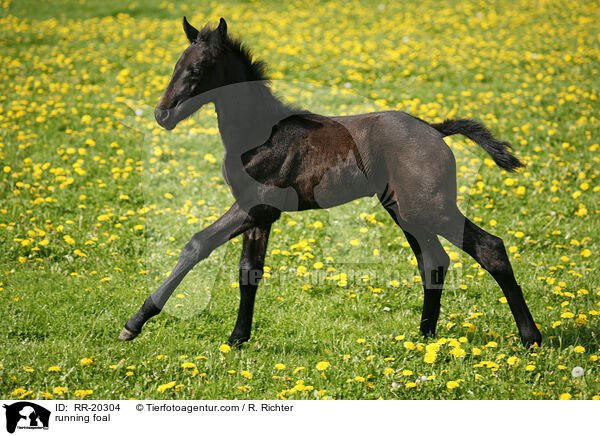 running foal / RR-20304
