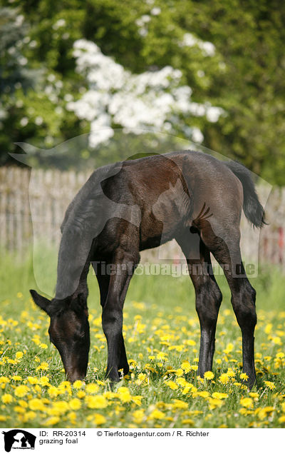 grazing foal / RR-20314