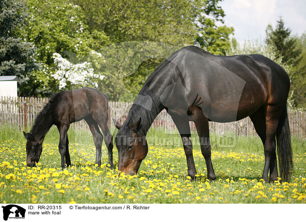 mare with foal / RR-20315