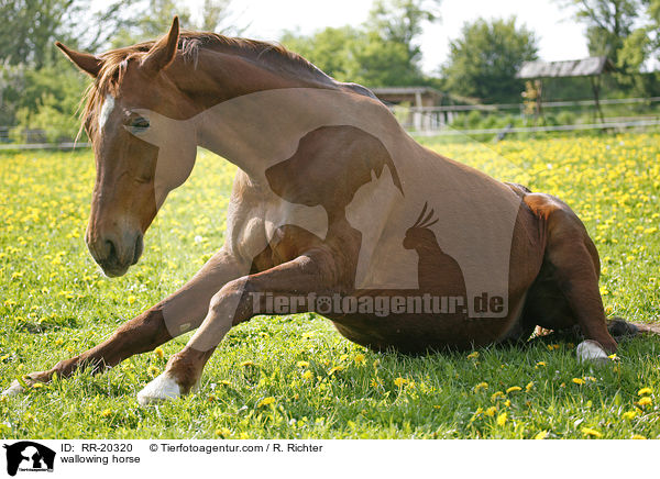 wallowing horse / RR-20320