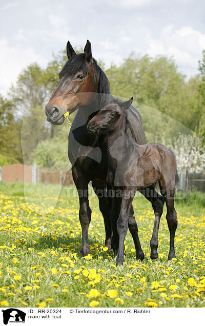 mare with foal / RR-20324