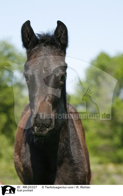foal portrait / RR-20327