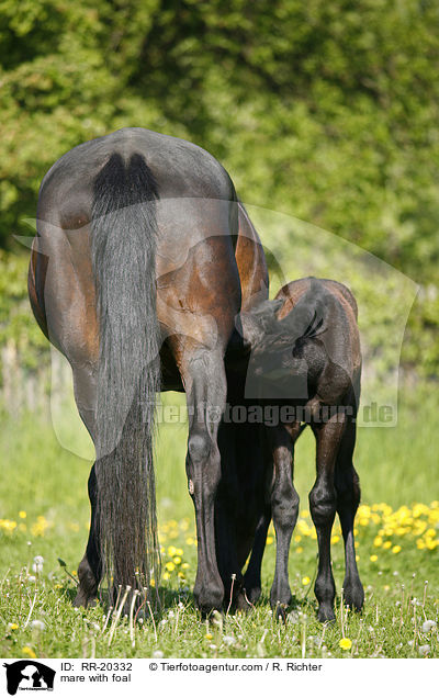 mare with foal / RR-20332