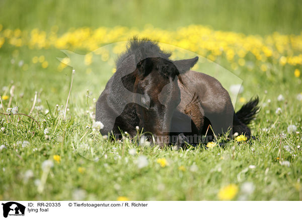lying foal / RR-20335